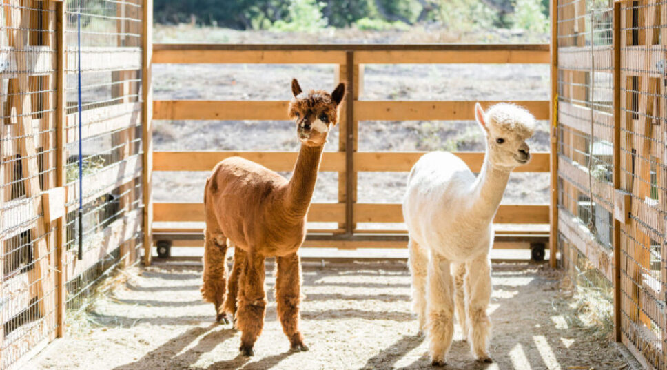 Are Animal-Focused Activities the Next Big Travel Trend?