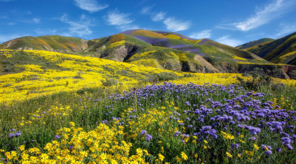 Where to See Some of Spring’s Most Spectacular Blooms in the West