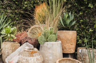 Cactus and Native Grass