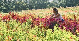 Harvesting Flowers at Full Belly Farm