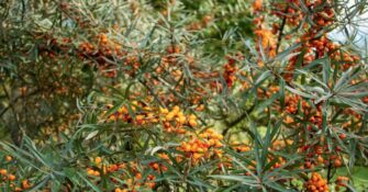Sea Buckthorn Bush