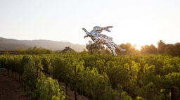 Hall Wines Art Rabbit