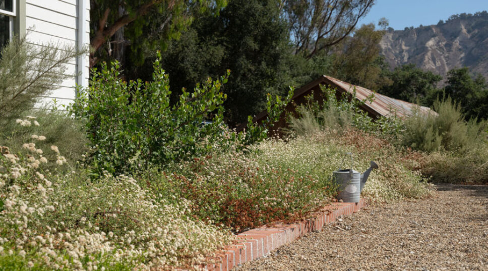 6 Ways You Can Heat-Proof Your Habitat Garden This Summer