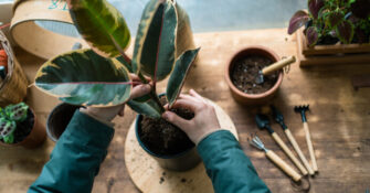 Houseplant Care Rubber Plant