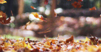 Blowing Leaves