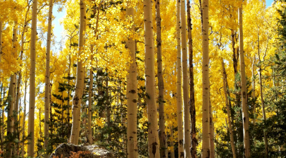 Celebrate National Arbor Day by Admiring These Absolutely Iconic Trees of the West