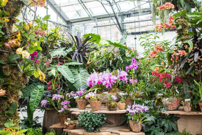 World of Orchids