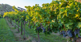 Page Spring Cellars Vineyards