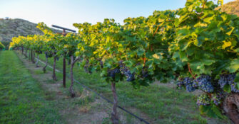 Page Spring Cellars Vineyards