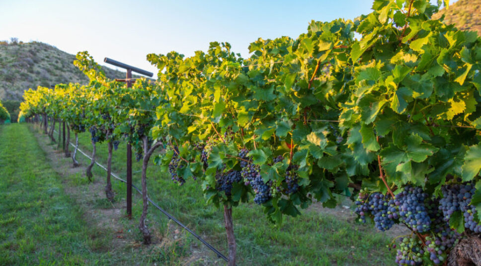 These Under-the-Radar Wine Regions Deserve a Visit