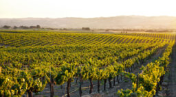Paso Robles