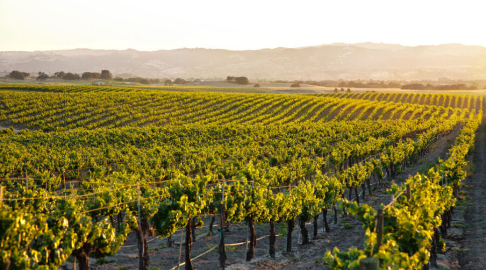 This California Wine Region Is the Underrated Hidden Gem You Need to Visit