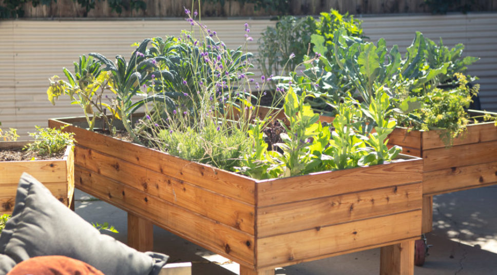 It's Not Too Late to Plant These Veggies in Your Summer Garden