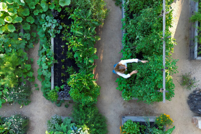San Geronimo Raised Beds
