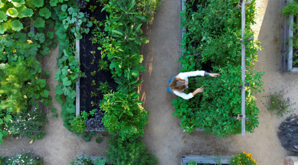 Revive Your Herb Garden: 10 Ways to Deal with Bolted and Heat-Stressed Plants