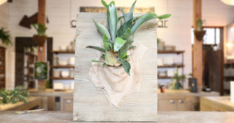 Staghorn Fern with Burlap