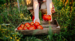 Tomato Growing